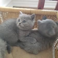 Scottish Straight and Scottish Fold kittens CCA/AFC registered - Photo 3
