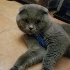 Scottish Straight and Scottish Fold kittens CCA/AFC registered - Photo 10