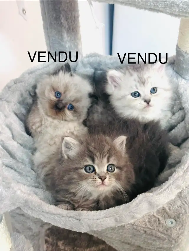 Chatons Himalayen-Persan