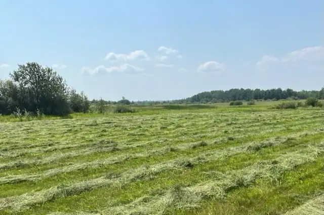 Hay / Feed