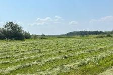 Hay / Feed