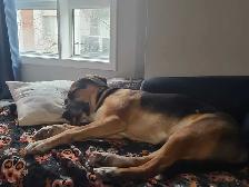 shepherd cross - Photo 3