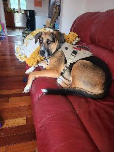 shepherd cross - Photo 7