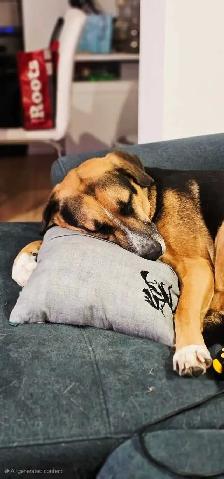 shepherd cross - Photo 9