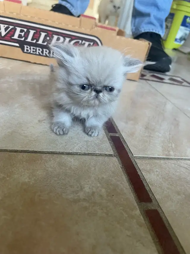 chatons persan