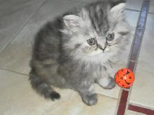chatons persan - Photo 2