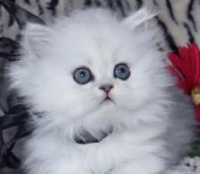 chatons persan - Photo 4