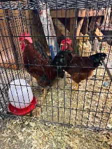 Road island red roosters