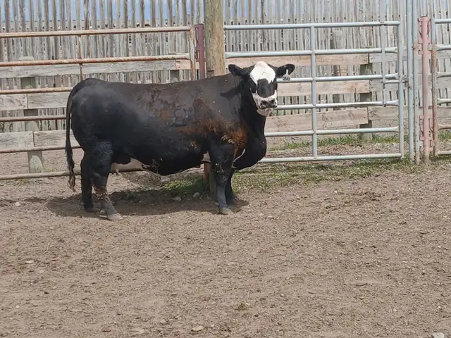 custom feeding opportunity