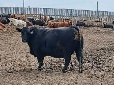 custom feeding opportunity - Photo 3