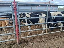 custom feeding opportunity - Photo 4