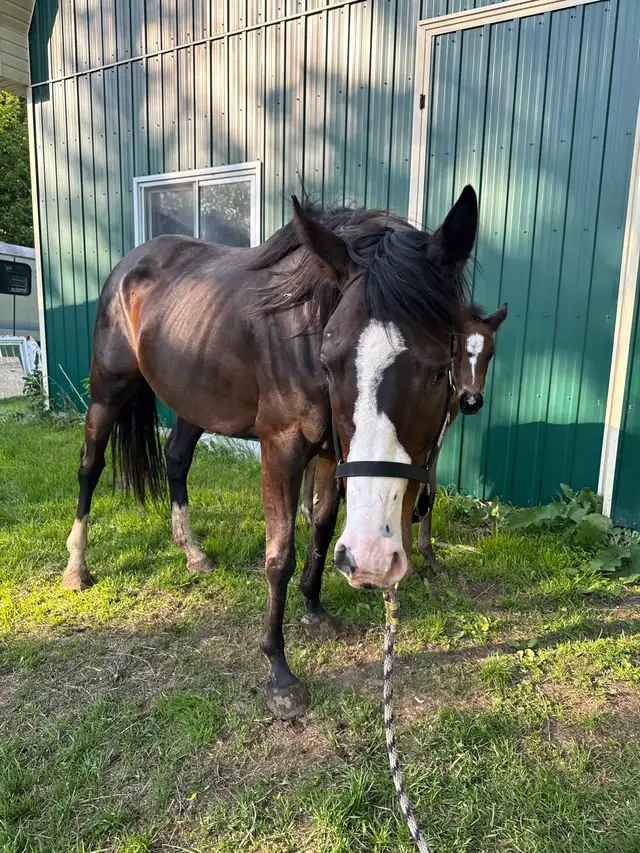 7yo OTTB mare