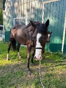7yo OTTB mare