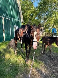 7yo OTTB mare - Photo 2