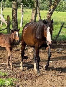 7yo OTTB mare - Photo 3