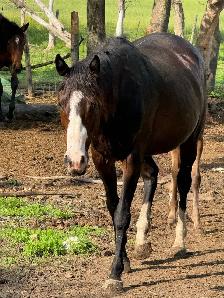 7yo OTTB mare - Photo 4
