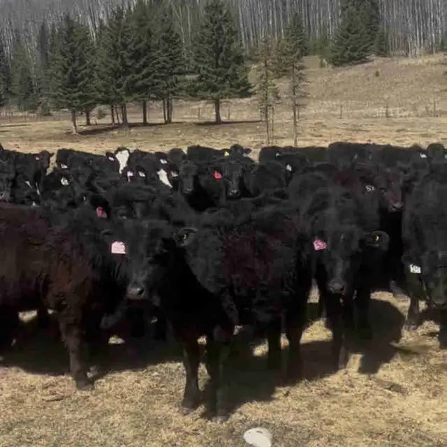 Black Angus Heifers