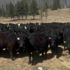 Black Angus Heifers