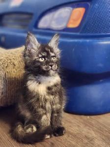 MAINE COON KITTENS