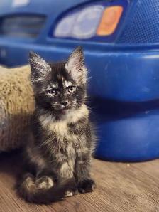MAINE COON KITTENS - Photo 2