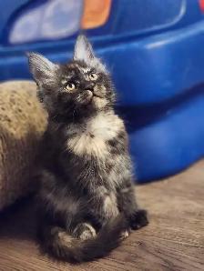 MAINE COON KITTENS - Photo 3