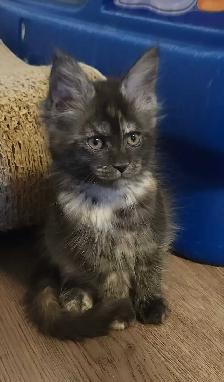 MAINE COON KITTENS - Photo 4