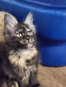 MAINE COON KITTENS - Photo 5
