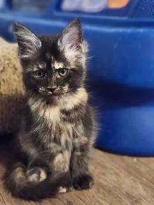 MAINE COON KITTENS - Photo 6