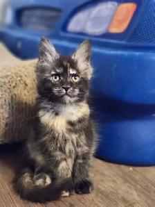 MAINE COON KITTENS - Photo 7