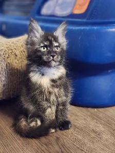 MAINE COON KITTENS - Photo 8