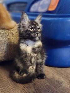 MAINE COON KITTENS - Photo 9