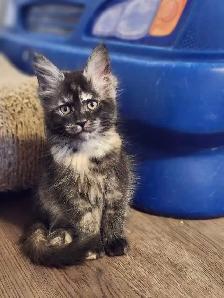 MAINE COON KITTENS - Photo 10