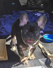 French Bulldog - Bulldog Francais