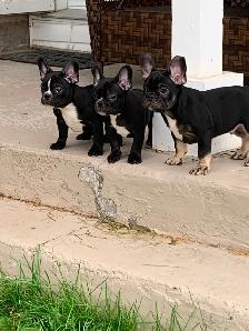 French Bulldog - Bulldog Francais - Photo 2