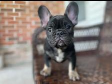 French Bulldog - Bulldog Francais - Photo 3