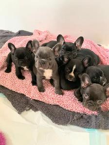 French Bulldog - Bulldog Francais - Photo 4