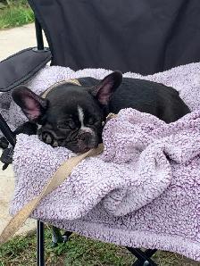 French Bulldog - Bulldog Francais - Photo 5
