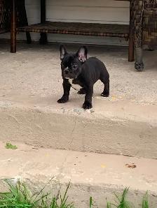 French Bulldog - Bulldog Francais - Photo 6