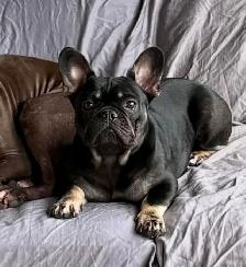 French Bulldog - Bulldog Francais - Photo 7