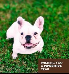 French Bulldog - Bulldog Francais - Photo 8