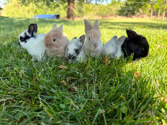 Stunning Purebred Lionhead Bunnies for Sale!