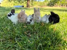 Stunning Purebred Lionhead Bunnies for Sale!