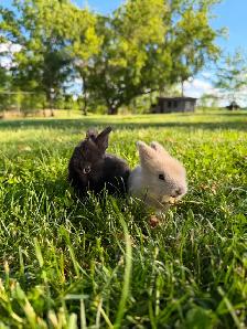 Stunning Purebred Lionhead Bunnies for Sale! - Photo 2