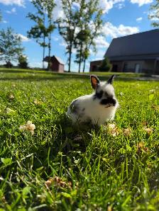 Stunning Purebred Lionhead Bunnies for Sale! - Photo 3