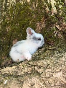 Stunning Purebred Lionhead Bunnies for Sale! - Photo 4