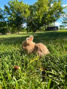 Stunning Purebred Lionhead Bunnies for Sale! - Photo 5