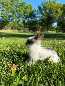 Stunning Purebred Lionhead Bunnies for Sale! - Photo 6