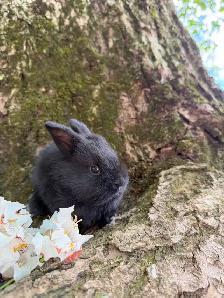 Stunning Purebred Lionhead Bunnies for Sale! - Photo 7
