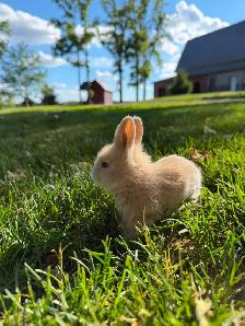 Stunning Purebred Lionhead Bunnies for Sale! - Photo 8