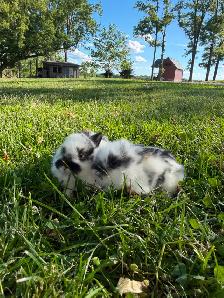Stunning Purebred Lionhead Bunnies for Sale! - Photo 9